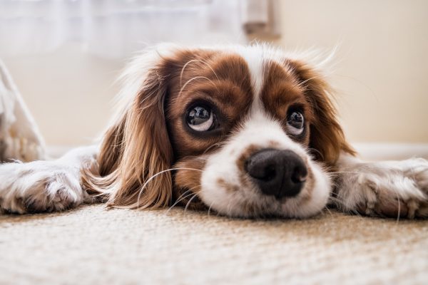 Merits of CBD Oil for Dogs Suffering from Separation Anxiety
